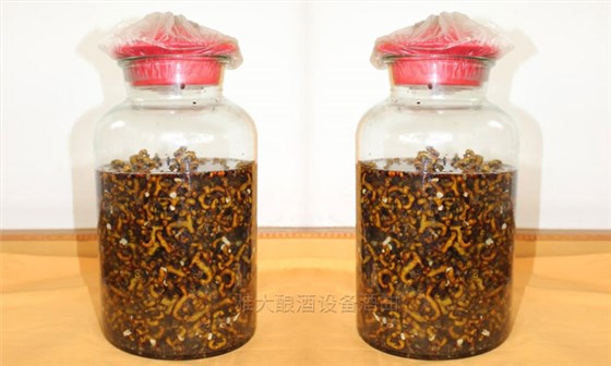民間用小型白酒釀酒設(shè)備釀了40年的拐棗釀酒經(jīng)驗，步驟都告訴你！-06-拐棗泡酒