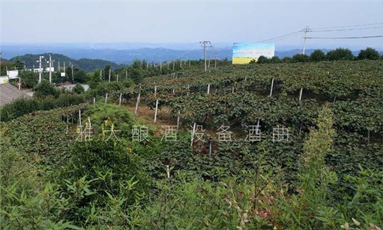 種植 種植