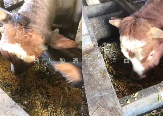 12.18致富新模式，用烤酒設(shè)備蒸酒后的酒糟飼養(yǎng)肉牛成本低，效益高-養(yǎng)牛