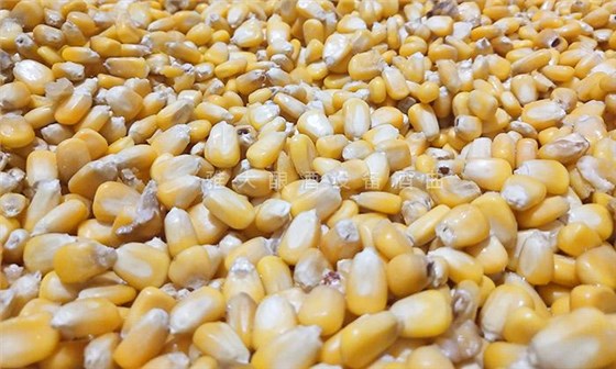挑選新鮮、無霉變、無雜質(zhì)的玉米為原料