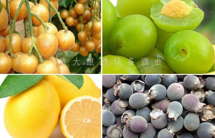 9.10南寧小莫各種水果釀酒 9.10南寧小莫各種水果釀酒