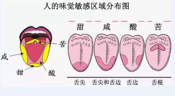 人的味覺(jué)敏感區(qū)域分布圖 人的味覺(jué)敏感區(qū)域分布圖