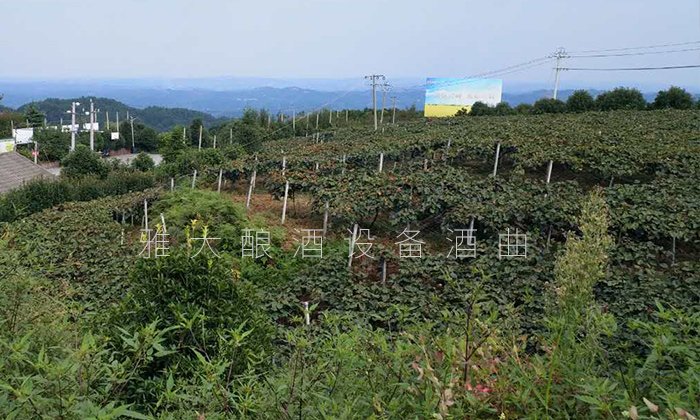 種植 種植